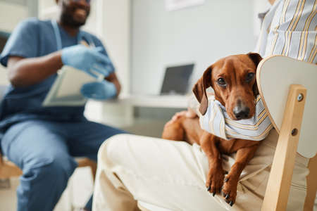 Cute brown dachshund sitting on hands of her pet owner during medical consultation with contemporary...