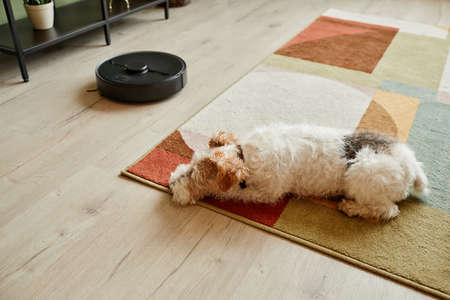 High angle view at shaggy pet dog lying on carpet with robot vacuum cleaner , smart home systemの写真素材
