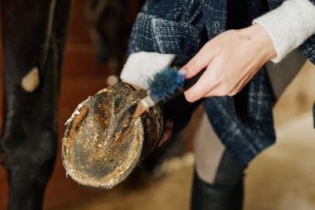 Close up of unrecognizable young woman cleaning horse hoof in stables using metal pick tool, copy...