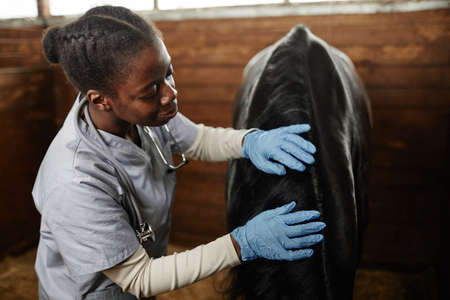 Waist up portrait of female veterinarian taking care of horse in stables and smilingの写真素材
