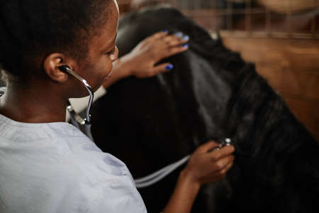 High angle view of female veterinarian examining horse in stables and using stethoscopeの写真素材