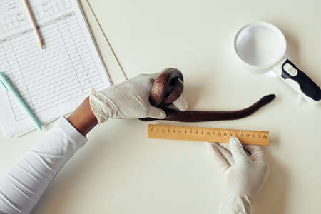 Close up of female veterinarian examining reptile in vet clinic with ruler in hand, copy space