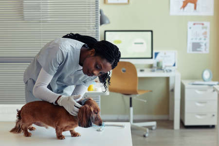 Side view portrait of young female veterinarian examining senior dog in vet clinic, pet health check up, copy spaceの写真素材