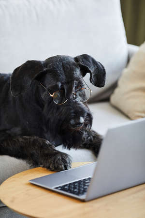 Vertical image of black schnauzer watching video on laptop while lying on sofa in the roomの写真素材