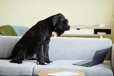 Black trained dog sitting on sofa looking at monitor of laptop, watching video online at homeの写真素材