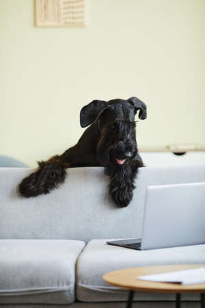 Black domestic dog looking out from behind the sofa at laptop screen and watching video onlineの写真素材