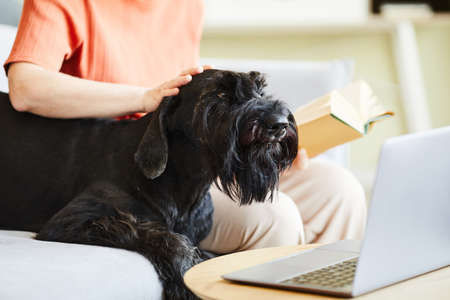 Black schnauzer sitting on sofa together with his owner while he reading a book and stroking his dogの写真素材