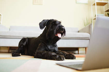 Black domestic schnauzer sticking out his tongue lying on floor and watching movie on laptop standing in front of himの写真素材