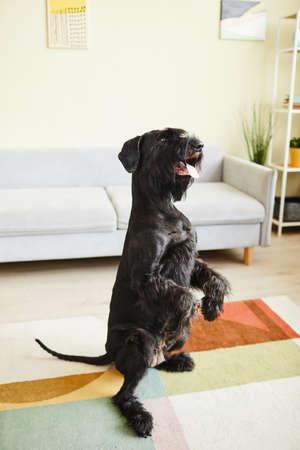 Domestic black dog standing on its back paws following commands in living room at homeの写真素材