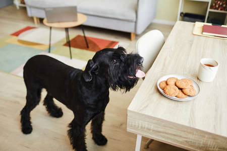 High angle view of trained black dog standing near the kitchen table and smelling biscuits on plateの写真素材