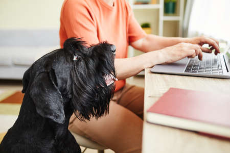 Close-up of black schnauzer watching for the working process of its owner while she working on...