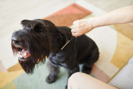 Close-up of owner caring about her dog, brushing fur with comb