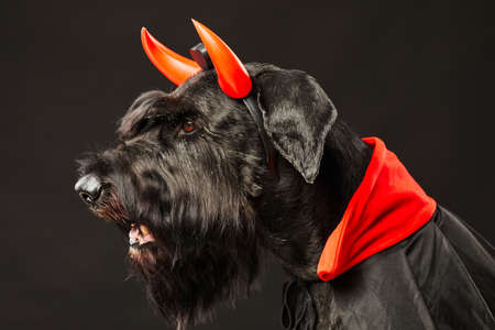 Side view of black schnauzer wearing red devil horns and costume for Halloween isolated on black backgroundの写真素材