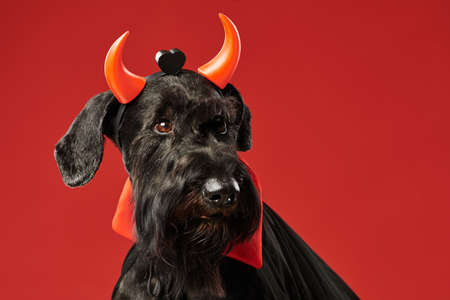 Portrait of black schnauzer in devil costume with horns on its head isolated on red backgroundの写真素材