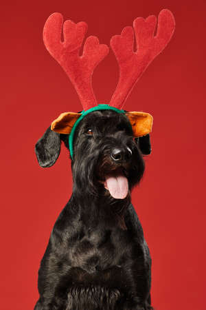 Portrait of black funny dog in deer costume looking at camera isolated on red backgroundの写真素材