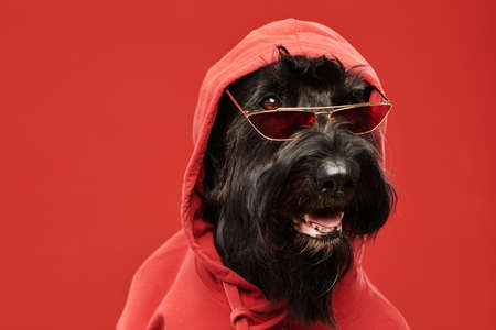 Portrait of cool black schnauzer in red hoody and stylish glasses sitting against red backgroundの写真素材