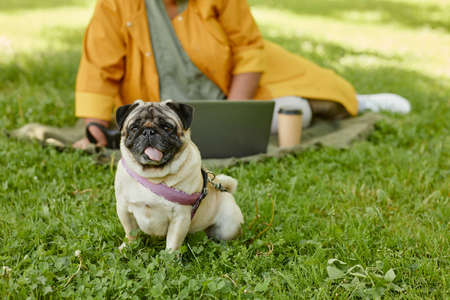 Full length portrait of cute pug dog sitting on grass and looking at camera with owner relaxing in park in background, copy spaceの写真素材