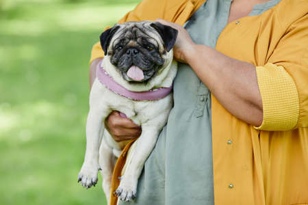 Front view portrait of cute pug dog with tongue out sitting in womans arms outdoors, copy spaceの写真素材