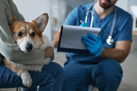 Focus on sick welsh pembroke corgi dog held by young female owner in casualwear sitting in front of...