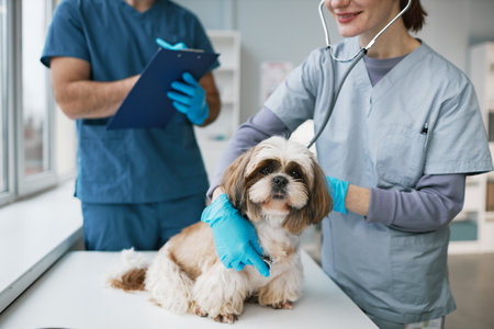 Close-up of young vet clinician examining cute yorkshire terrier with stethoscope in medical office...