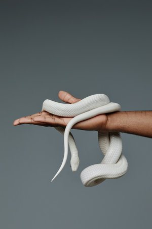 Hand of young African American male owner of serpent holding white exotic pet against grey background in isolation during photo shootingの写真素材