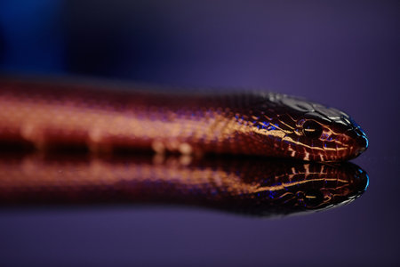 Front part of snake or adder with black eyes creeping forwards over reflective flat surface while hunting and following victimの写真素材
