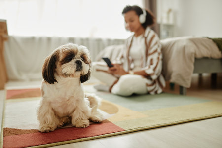 Portrait of cute Shih Tzu dog sitting on carpet and looking at camera with young woman in background, copy spaceの写真素材