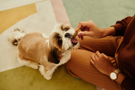 Closeup of young woman playing with cute Shih Tzu puppy and doing dog trainingの写真素材