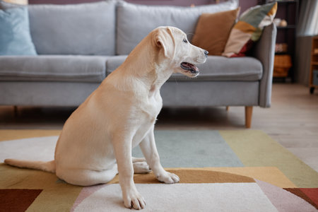Side view of cute white dog sitting on floor in cozy home interior and looking away, copy space