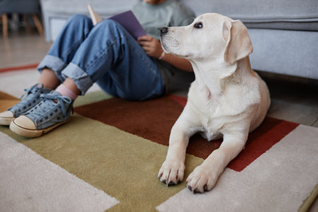 Side view portrait of cute white dog looking at girl while waiting for attention and pets, copy spaceの写真素材
