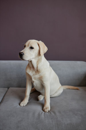 Full length portrait of white labrador puppy sitting on sofa indoors against purple wall, copy spaceの写真素材