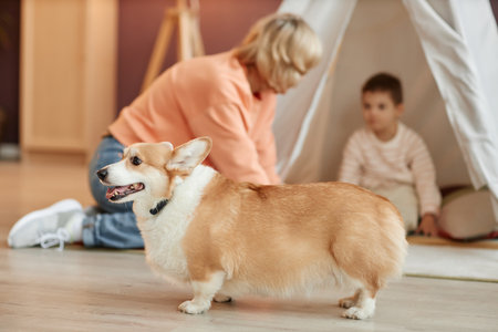 Portrait of chubby welsh corgi pembroke dog at home playing with happy familyの写真素材