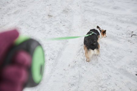 Close up of unrecognizable couple walking cute corgi dog on leash outdoors in winter, copy spaceの写真素材