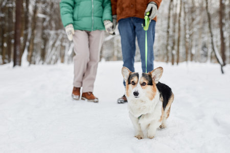 Adorable corgi dog walking on leash in winter parkの写真素材