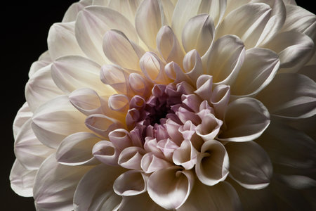 Dramatic macro shot of blooming peony flower on dark background, copy space