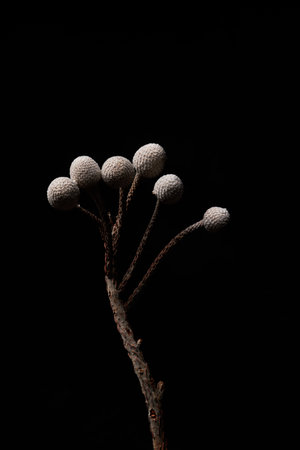 Minimal close up of dried Brunia berries on stem against black backgroundの写真素材