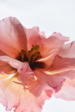 Macro shot of pink delicate flower against light background, copy spaceの写真素材