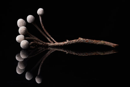 Minimal background image of Brunia berries with mirror reflection against black, copy spaceの写真素材