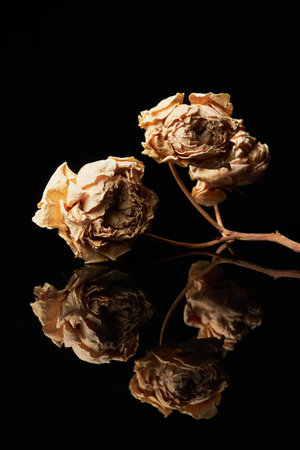 Vertical background image of dried flowers with mirror reflection against black, copy spaceの写真素材