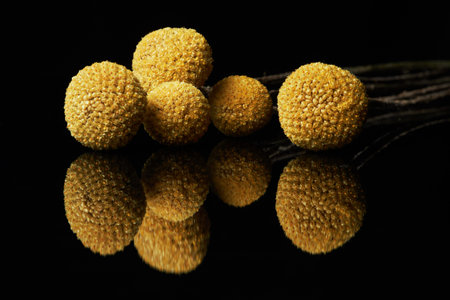 Close up background composition of yellow craspedia buds with mirror reflection on black