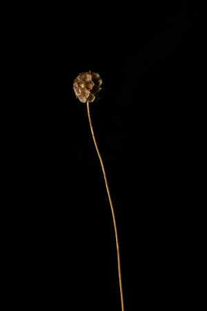 Minimal background image of single flower pod against blackの写真素材