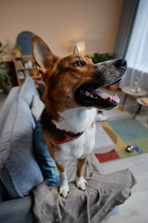 Vertical fisheye portrait of cute mixed breed dog standing on sofa at home and looking upの写真素材