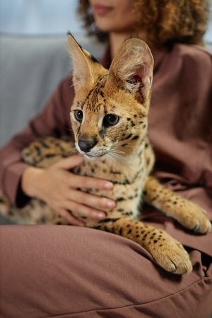 Vertical portrait of domesticated serval cat sitting in lap of young woman relaxing on couch at homeの写真素材