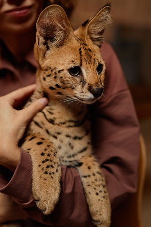 Vertical closeup of young woman holding domesticated serval cat in armsの写真素材