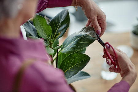 Top view closeup of unrecognizable senior woman clipping leaves of green plant while gardening at...