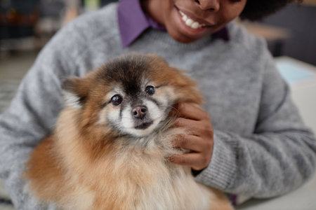 Close up portrait of cute senior dog sitting in lap of smiling African American woman and enjoying pets copy spaceの写真素材