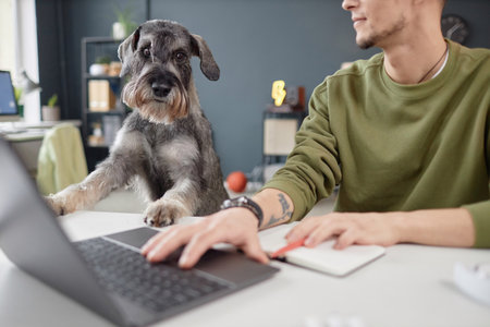 Portrait of curious schnauzer dog looking at desk in pet friendly office with human working copy spaceの写真素材