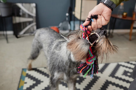 Close up of schnauzer dog playing tug with human indoors and having fun together