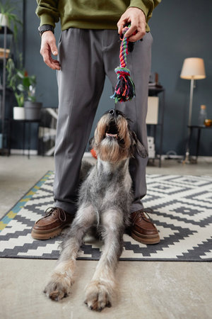 Vertical full length portrait of curious schnauzer puppy looking up at man holding dog toys