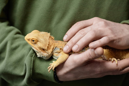 Close up of unrecognizable young man holding iguana in hands and petting carefully against green shirt, copy spaceの写真素材